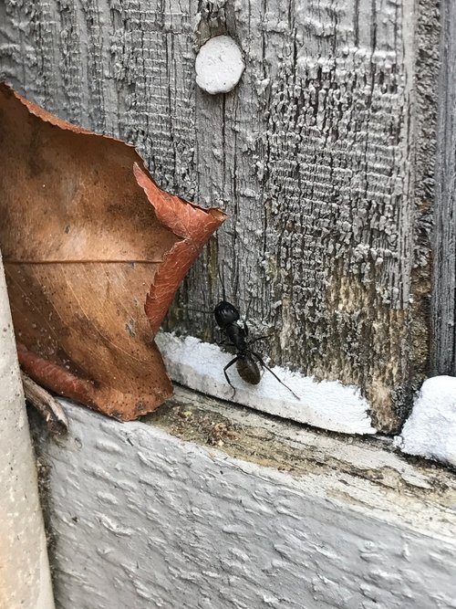 Ant repellent placed on wall 