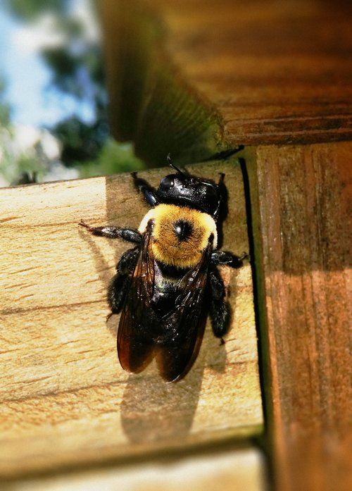 Close up of carpenter bee