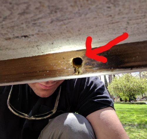 We can seal holes and most gaps where the carpenter bees are living.