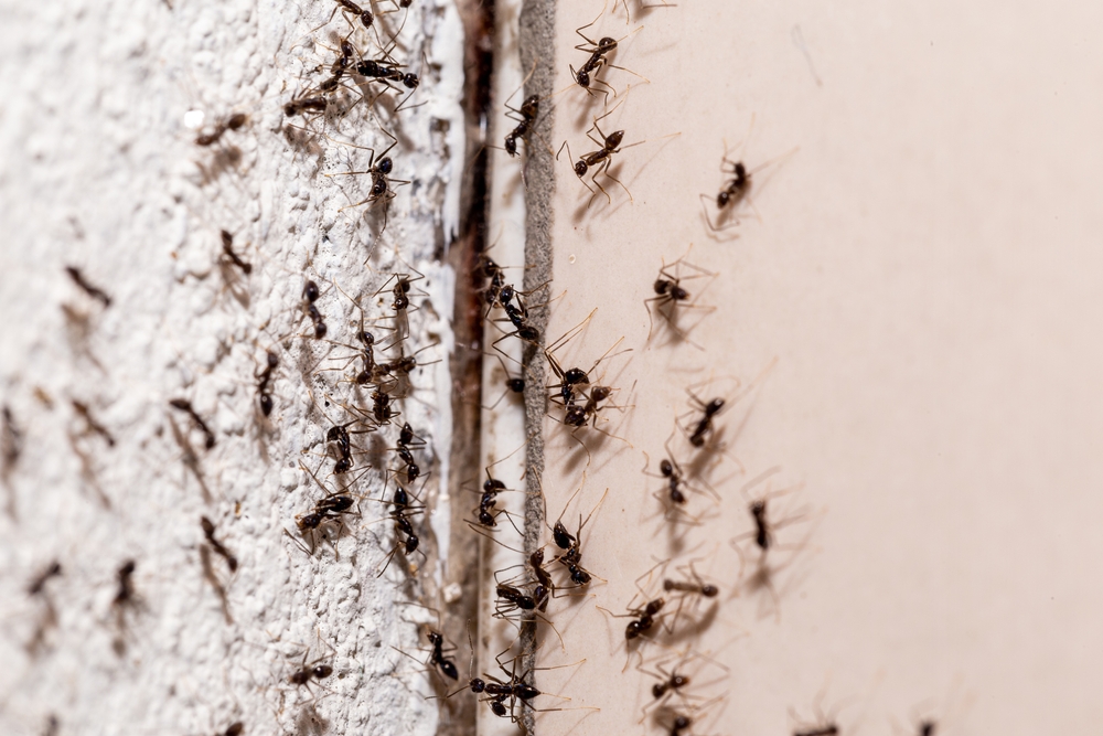 Ants pour through an opening in a wall.