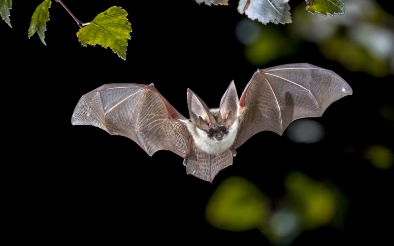 Flying bat hunting in forest.