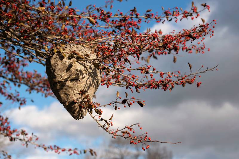 A hornet’s nest on a tree branch.
