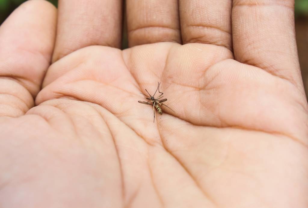 A person holds a dead mosquito in the palm of their hand.