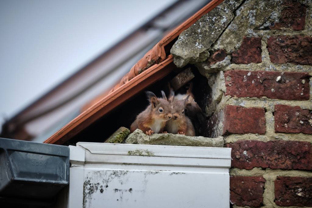 Squirrels in a nest under the roof of a house